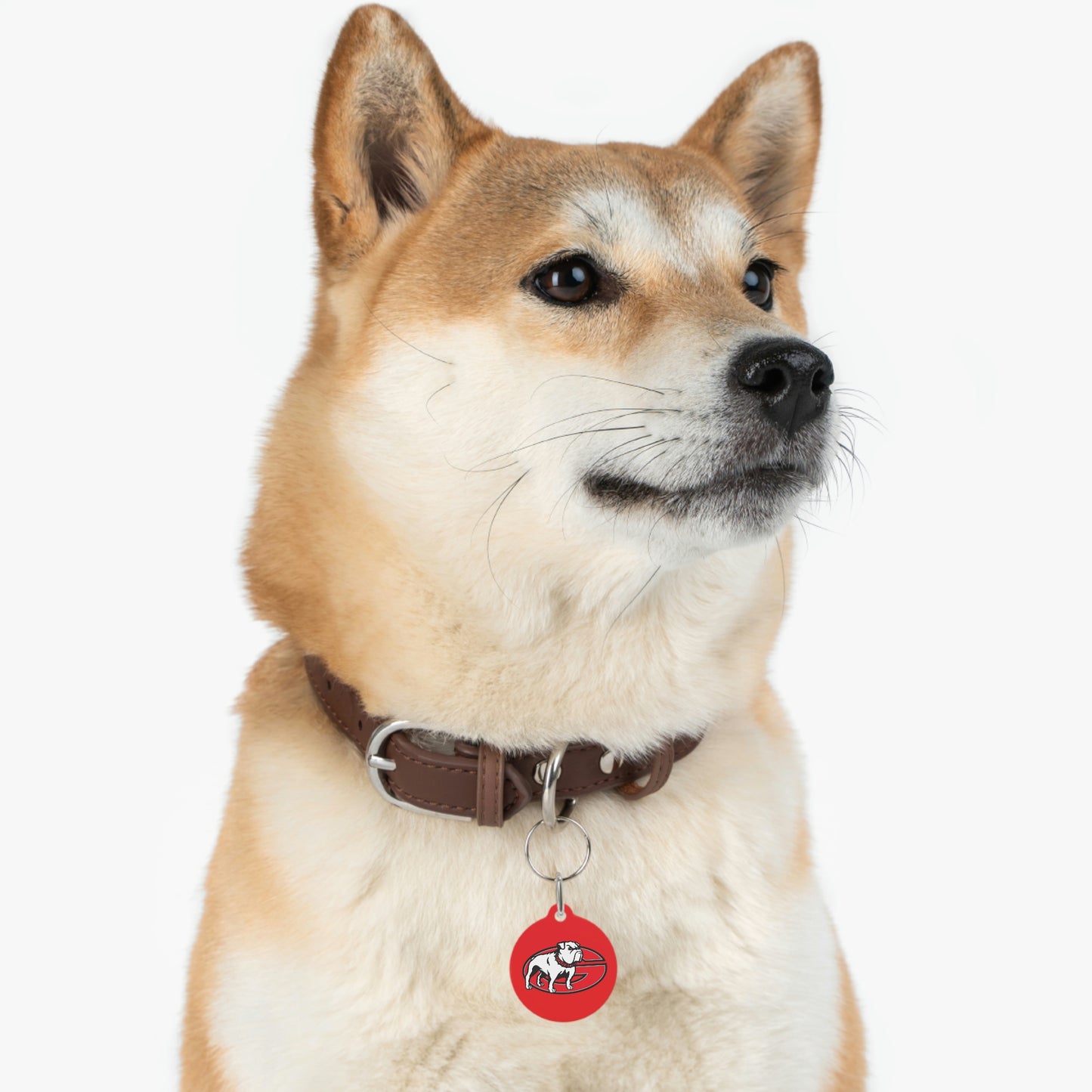 Dawgs Pet Tag